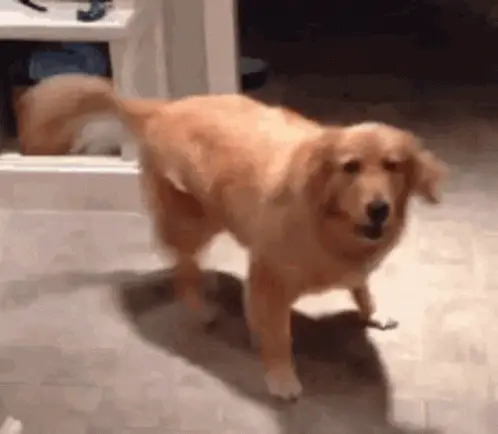 6. Do a little dance π€